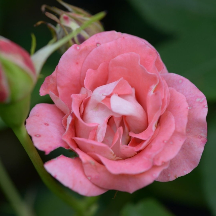 Роза мадам дельбар