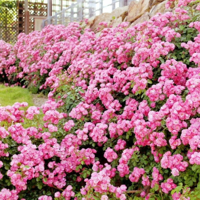 Роза почвопокровная гарден