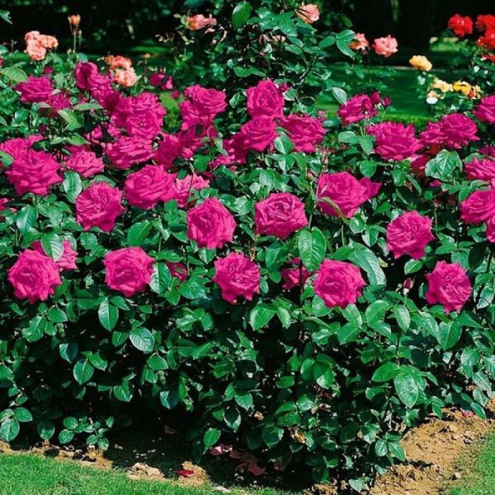 Роза хайди клум