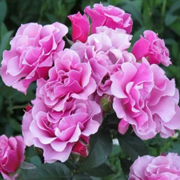 Роза флорибунда санта барбара