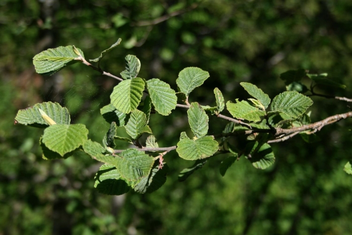 Ольха серая(alnus incana) 'foliis aureomarginatis'