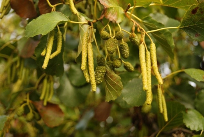 Ольха черная (alnus glutinosa)