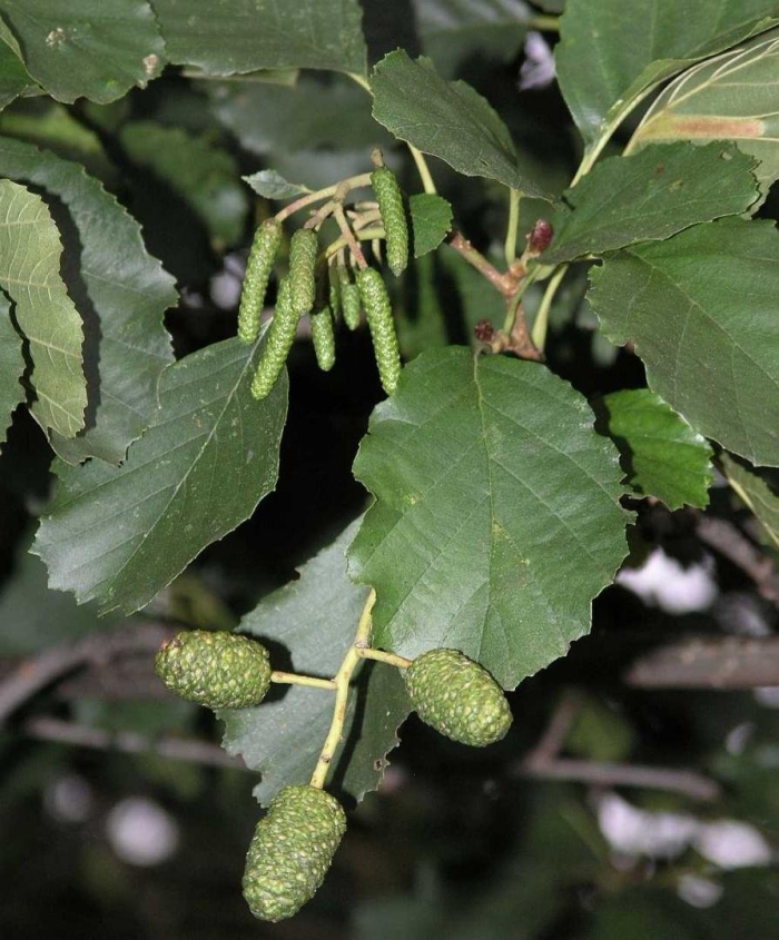 Ольха серая alnus incana