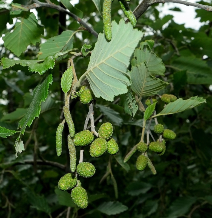 Ольха серая alnus incana