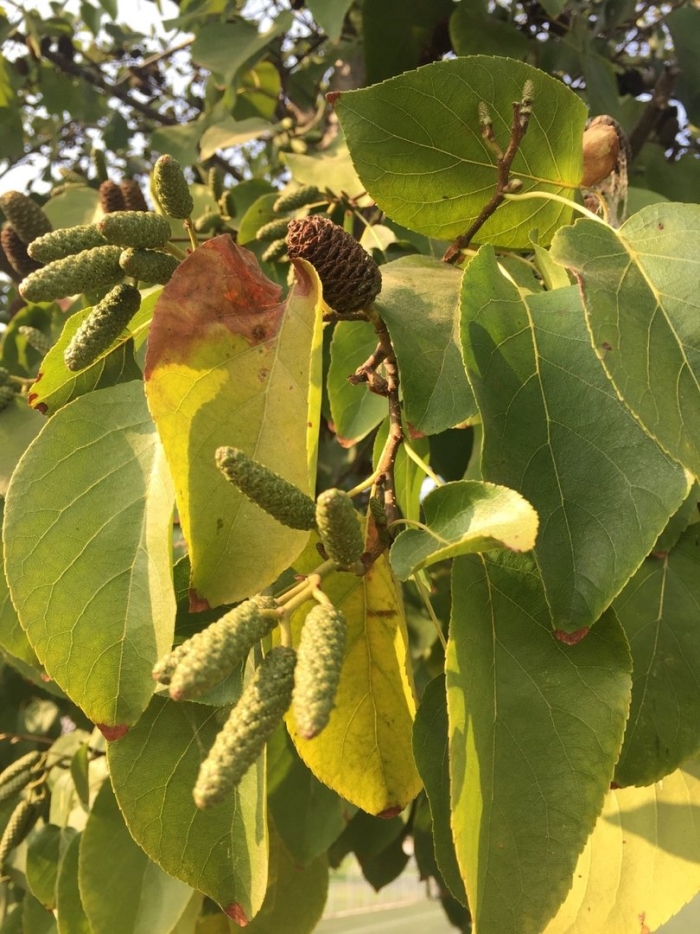 Дерево ольха