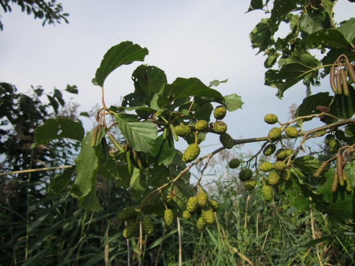 Alnus glutinosa