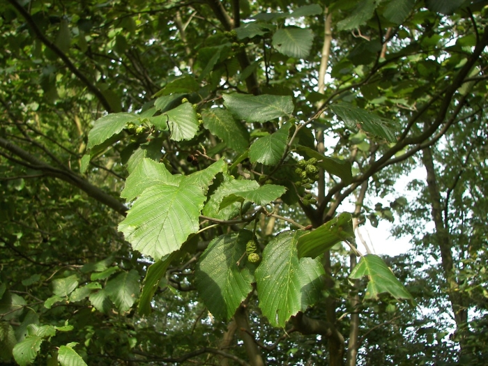 Alnus ольха