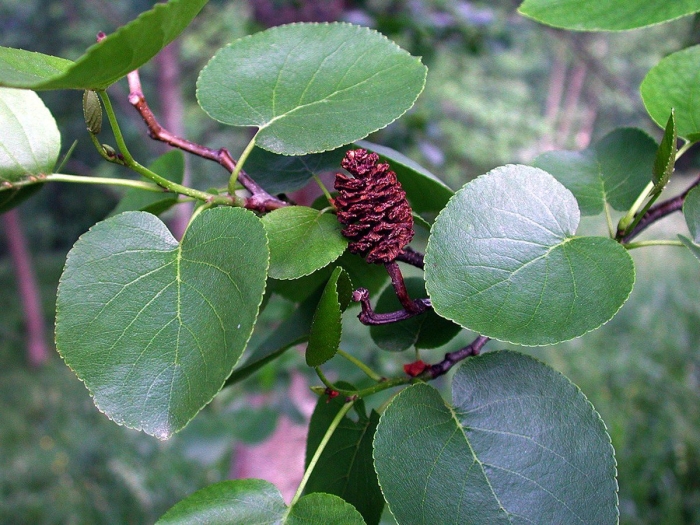 Alnus cordata