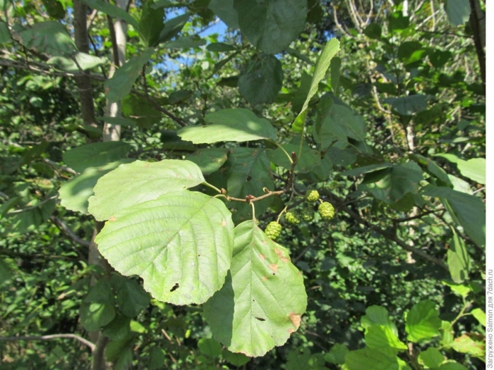 Ольха alnus glutinosa