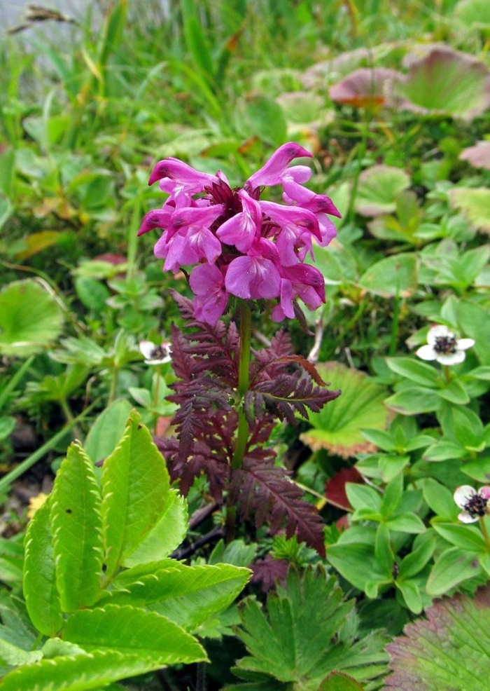 Pedicularis verticillata