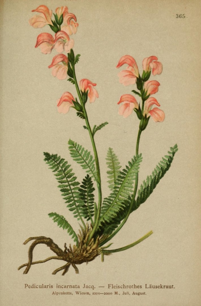 Мытник вильгельма