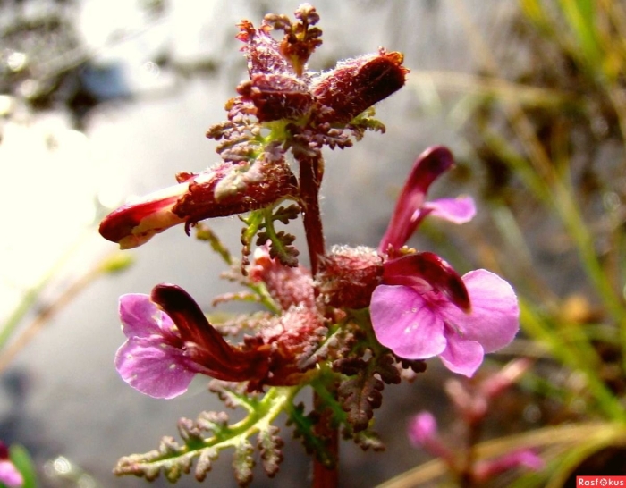 Мытник болотный (pedicularis palustris l.)