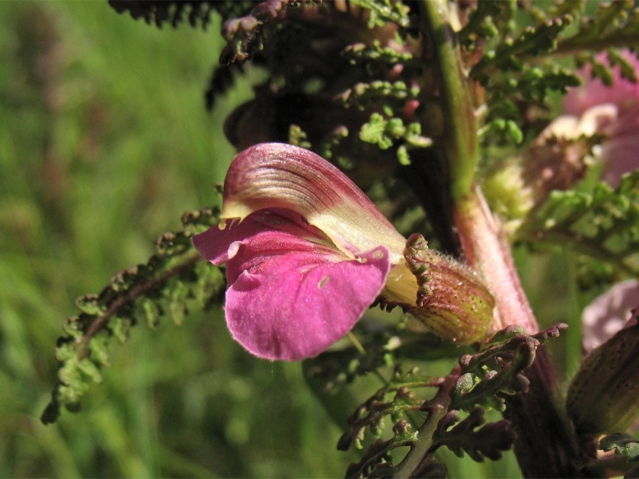 Pedicularis palustris