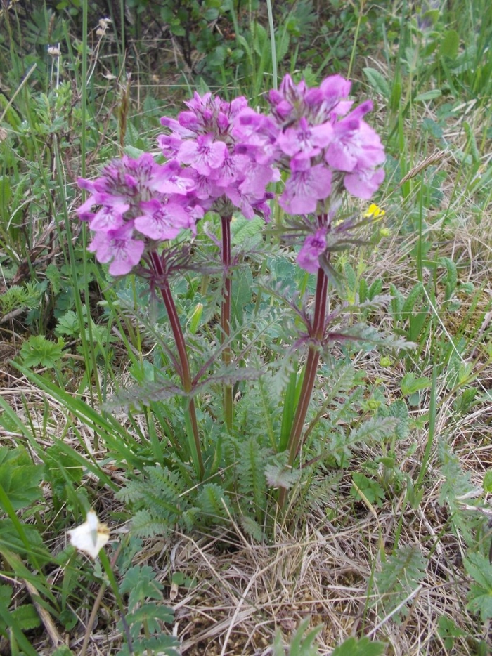 Мытник сибирский