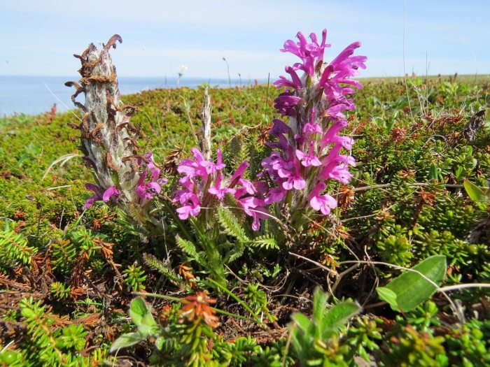 Pedicularis alopecuroides