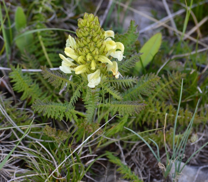 Pedicularis kaufmannii pinzger