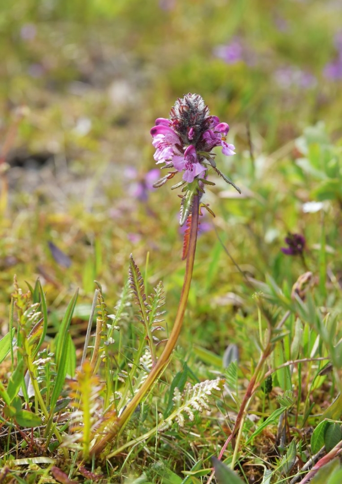 Pedicularis groenlandica