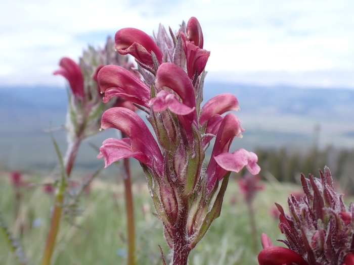 Pedicularis cystopteridifolia