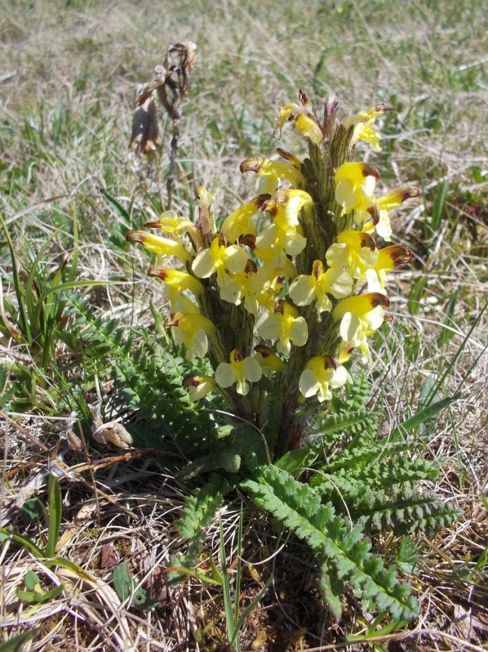 Мытник эдера