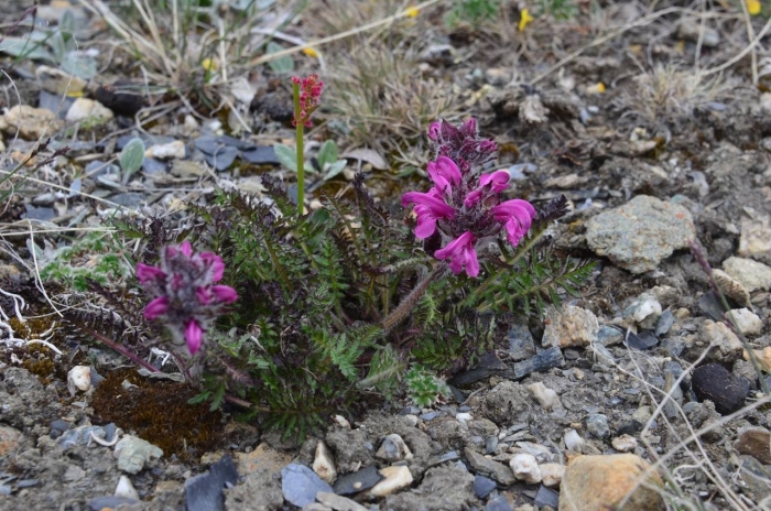 Pedicularis villosa