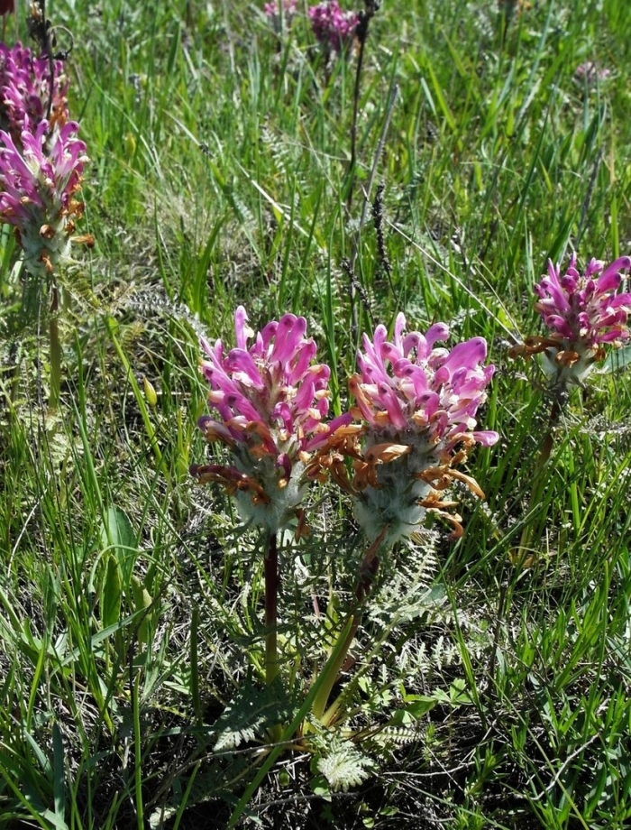 Pedicularis dasystachys