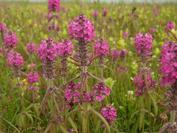 Буквица лекарственная betonica officinalis