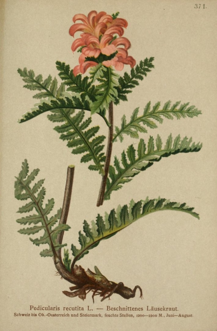 Pedicularis sceptrum-carolinum иллюстрации