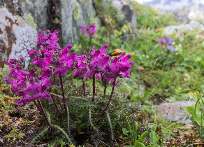 Pedicularis caucasica