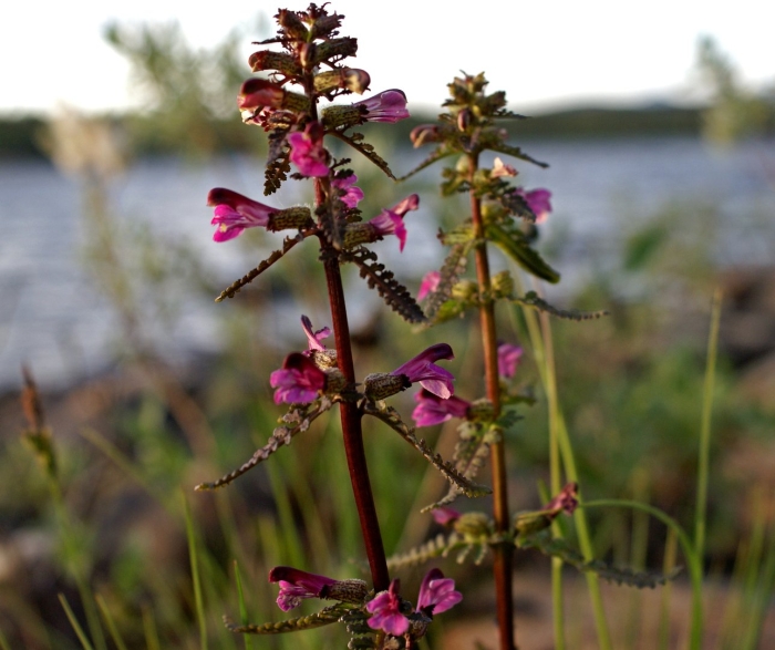 Мытник болотный (pedicularis palustris l.)