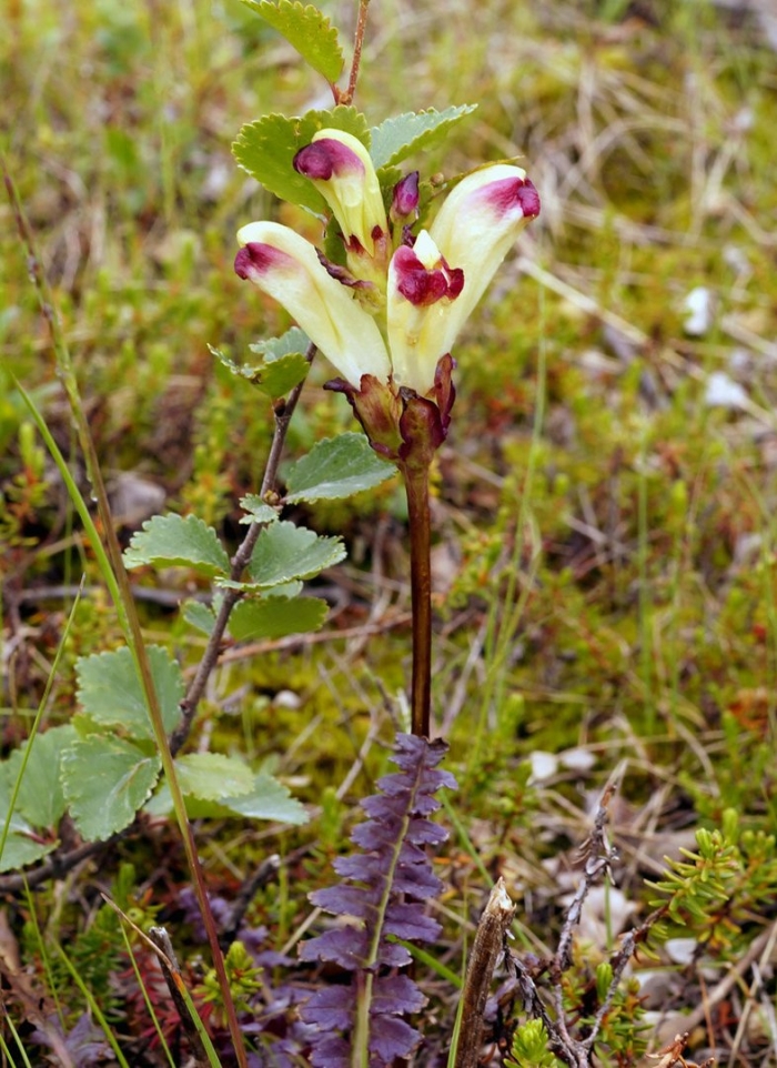 Pedicularis sceptrum carolinum