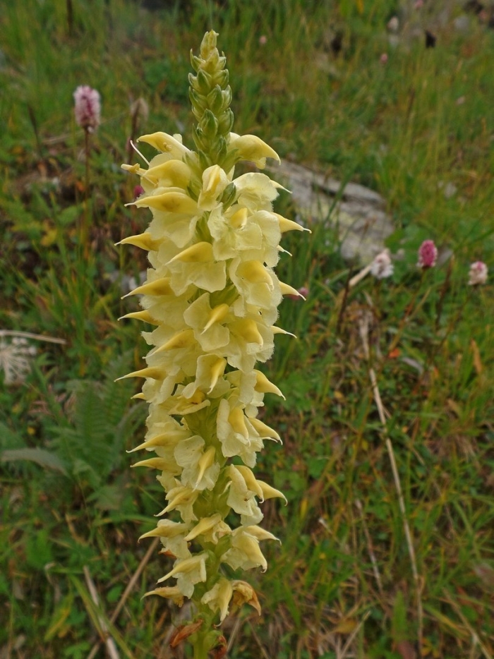 Spiranthes sinensis