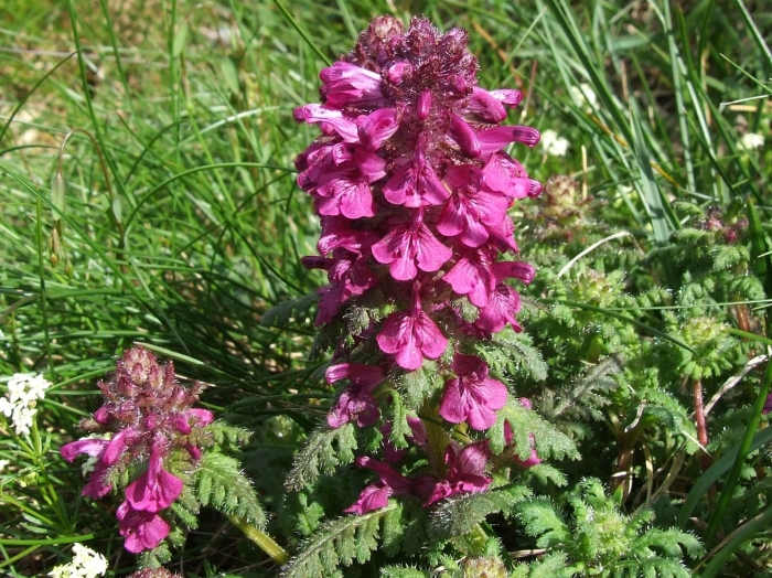 Pedicularis verticillata