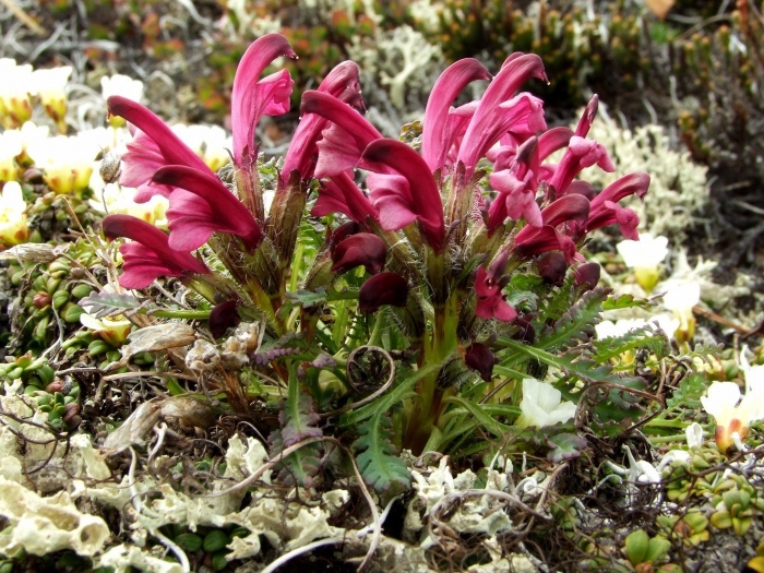 Pedicularis ochotensis