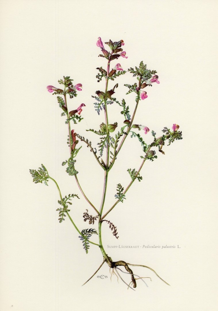 Euphrasia officinalis
