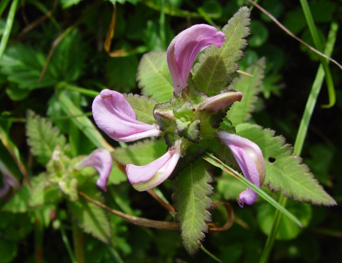 Pedicularis resupinata