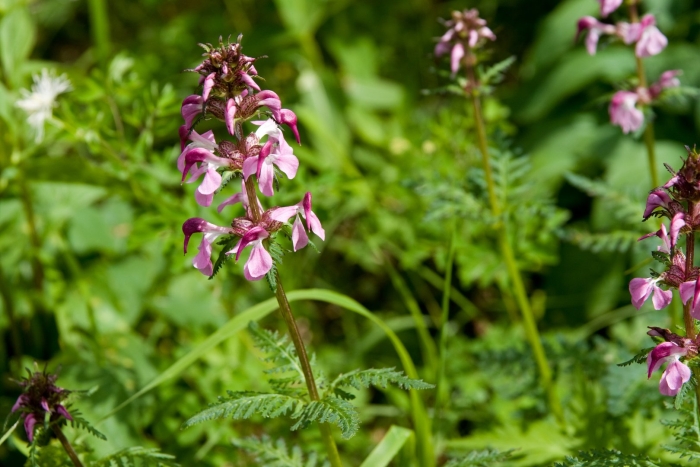 Pedicularis chamissonis