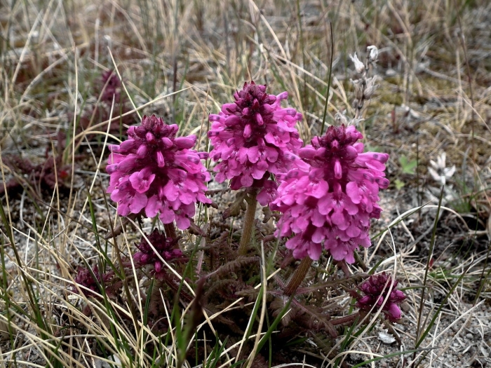 Мытник арктический