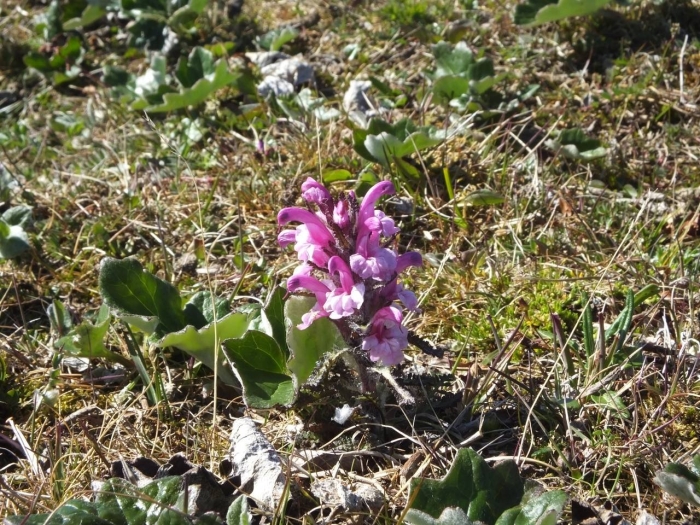 Pedicularis sudetica