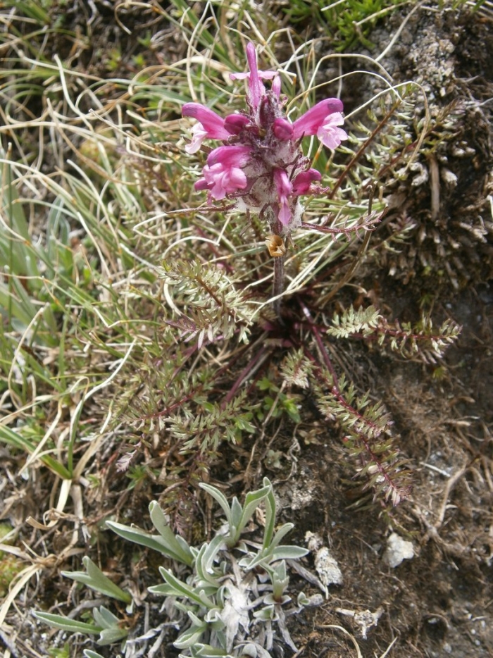 Мытник головчатый