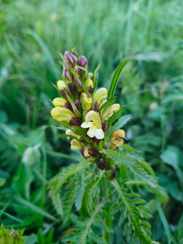 Мытник лапландский