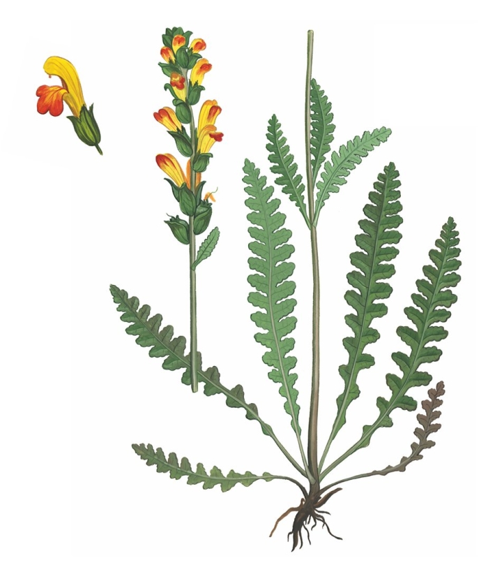 Мытник скипетровидный