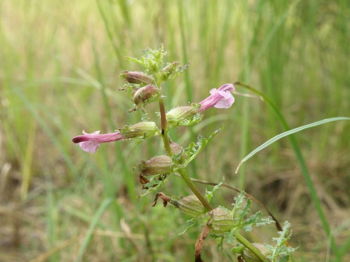 Stachys sylvatica