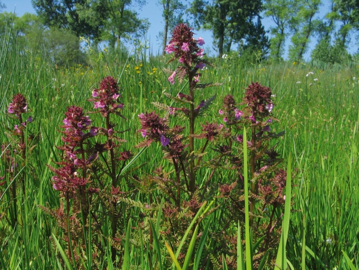 Мытник мутовчатый