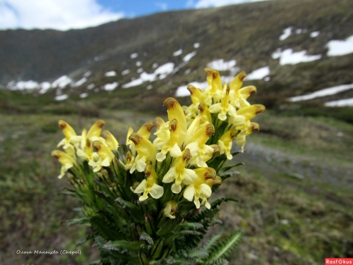 Pedicularis oederi