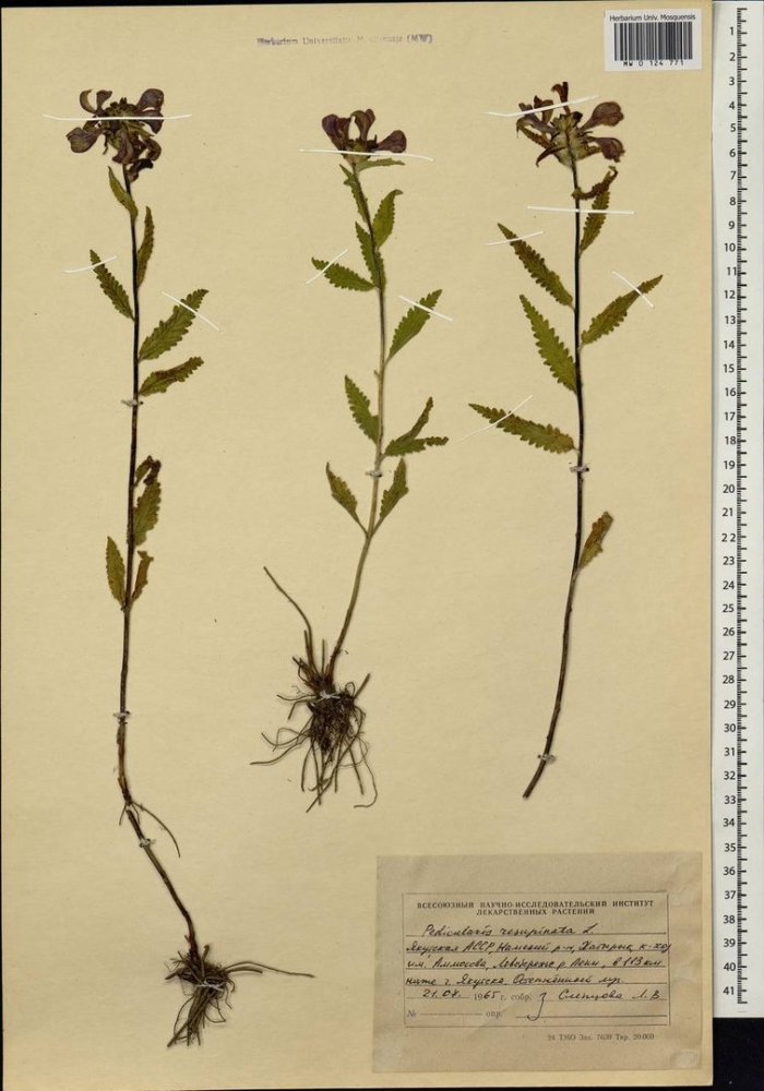 Мытник перевернутый