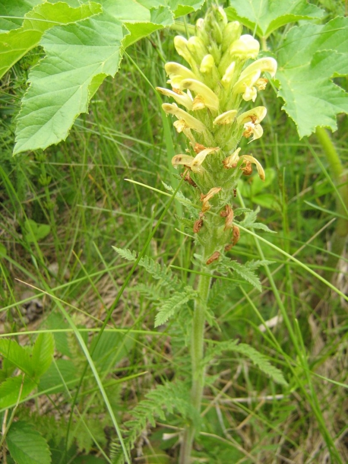 Мытник царский скипетр