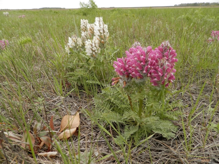 Копеечник биберштейна