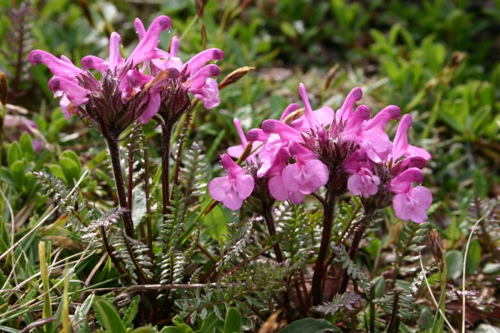 Pedicularis rosea