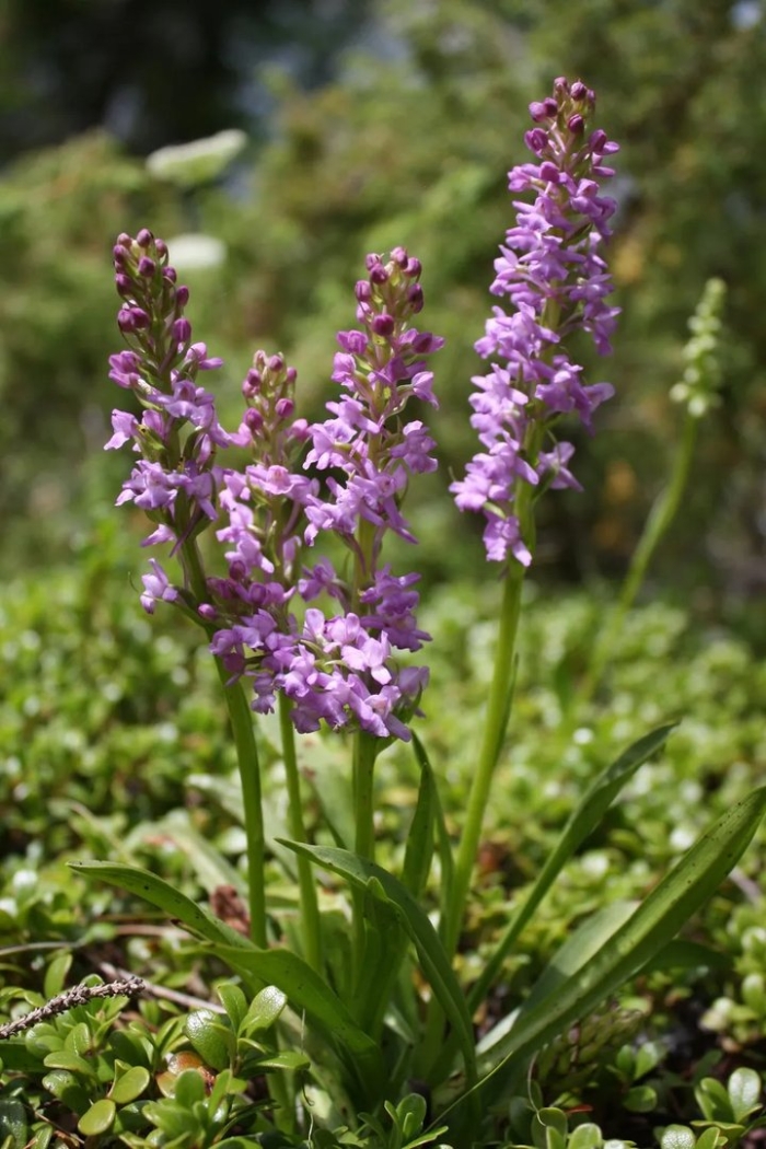 Кокушник длиннорогий