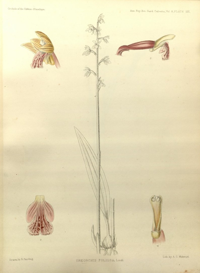 Oreorchis patens